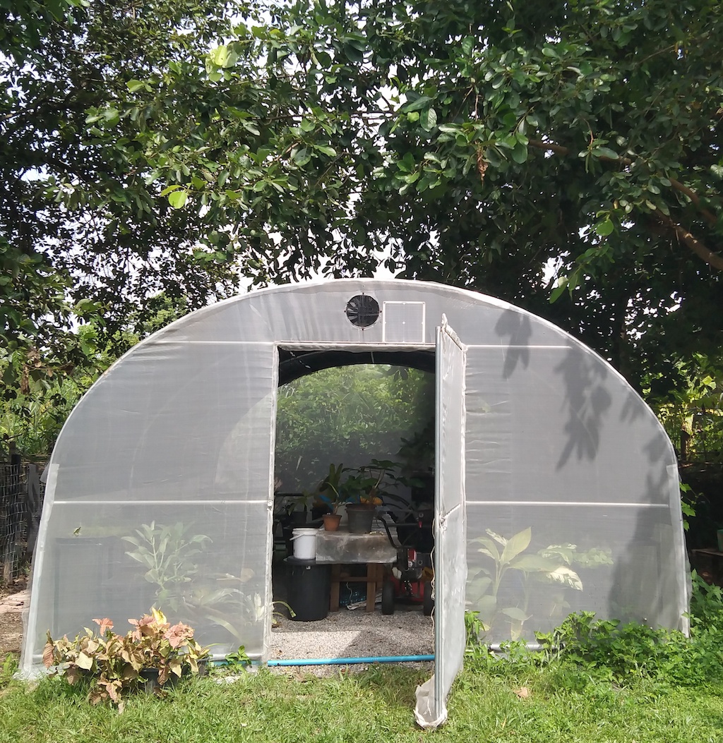 asparagus-in-greenhouse