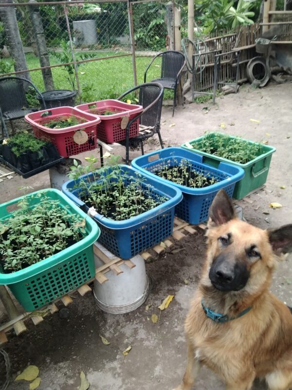 easy-grow-plants-chiangmai