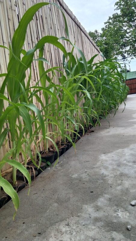 40-day-old-sweet-corn-growing-in-pots.jpg