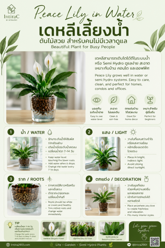 เดหลีเลี้ยงน้ำ Peace Lily in Water อินโฟกราฟิกแนะนำการดูแลต้นเดหลีในระบบ Semi Hydro พร้อมวิธีดูแลน้ำ แสง ราก และการตกแต่งบ้าน