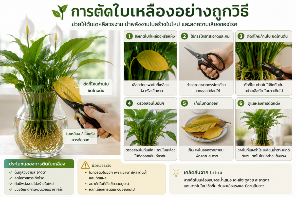 ภาพแสดงวิธีตัดใบเหลืองของเดหลีปลูกน้ำอย่างถูกต้อง โดยใช้กรรไกรสะอาดตัดโคนก้านใบที่เหลืองหรือแห้ง เพื่อช่วยให้ต้นแตกใบใหม่และลดความเสี่ยงต่อการเกิดโรค