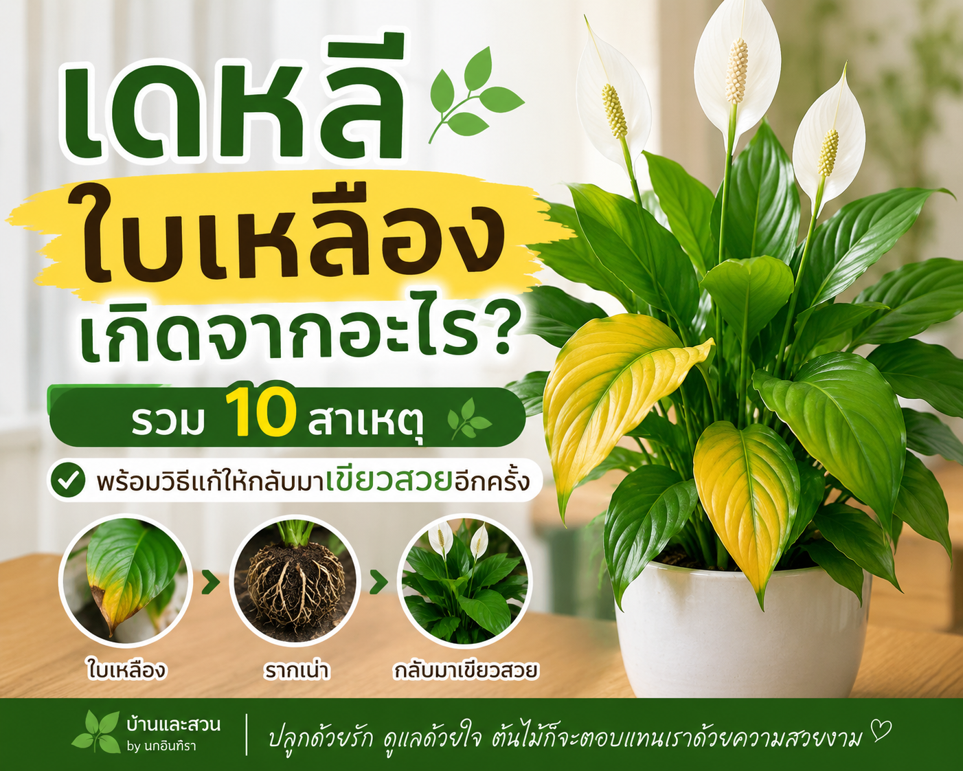 Peace lily with yellow leaves showing common causes and solutions to restore healthy green foliage.