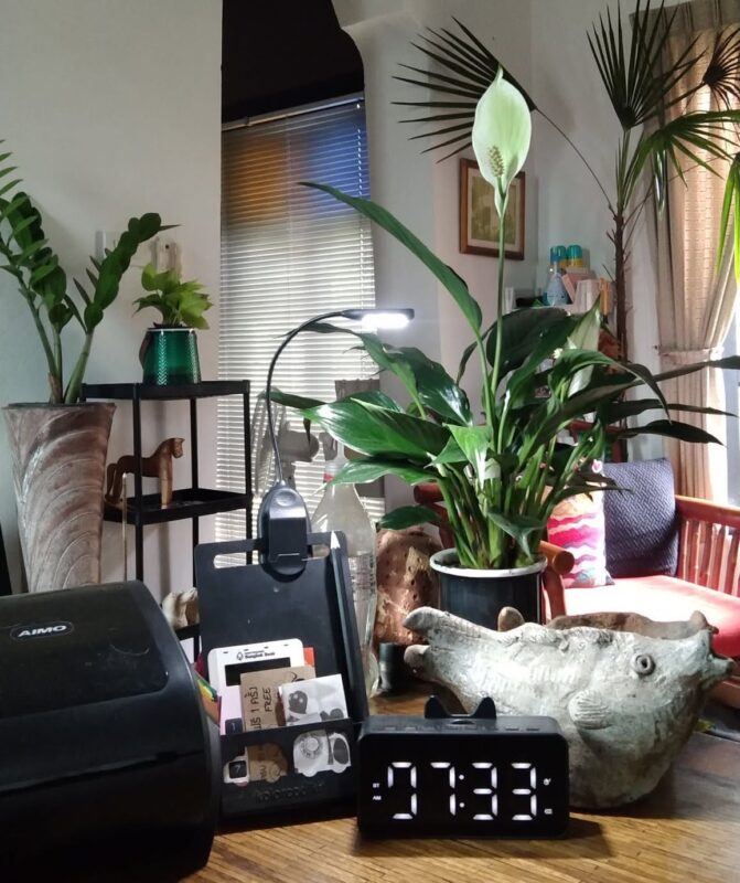 peacelily indoor plant