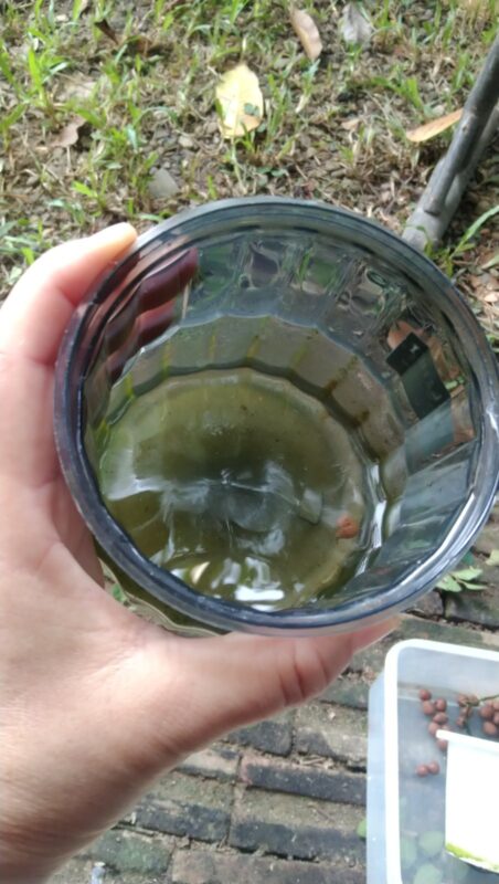 น้ำสีเขียวในภาชนะกักน้ำของเดหลีที่ทดลองปลูกแบบ Semi-Hydro ด้วย LECA
