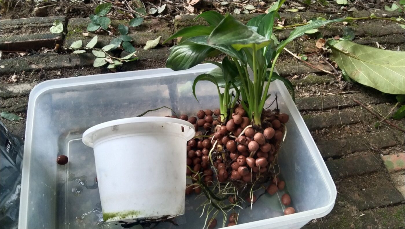 รากเดหลีที่ปลูกด้วยเม็ดดินเผามวลเบา LECA ในระบบ Semi-Hydro